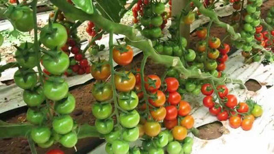 EVY Tomato Seed Seed(1 per packet)