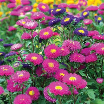 sporos ASTER Seed(25 per packet)