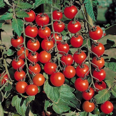 Greenry Imported Rare Hybrid Vegetable Seeds - Tomato Seeds Seed(125 per packet)