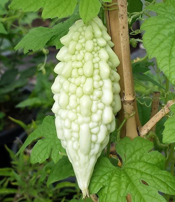 Earth Angels Bitter Gourd - Karela Seed(100 per packet)
