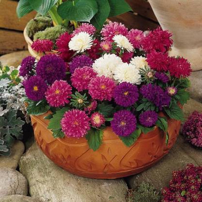 sporos Aster Seed(25 per packet)