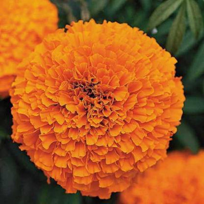 xcentax Marigold Seed(100 per packet)