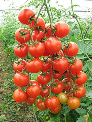 MKR Enterprises Tomato Seed(1700 per packet)