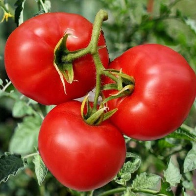 VibeX SALAD TOMATO, TOMATO Seed(49 per packet)