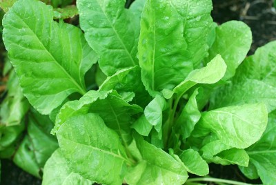 Earth Angels Organic Palak Seeds For Home Garden Seeds - Indian Spinach Seeds Home Garden Seeds Seed(100 per packet)