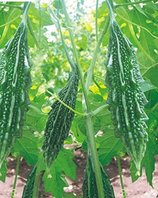 CYBEXIS TLX-41 - Bitter Gourd - Karela F1 - (900 Seeds) Seed(900 per packet)
