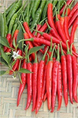 KANAYA Chilli Seeds | Mirchi Ke Beej Chilli F1 Hybrid Vegetable Seed(30 per packet)