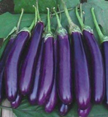 Earth Angels Brinjal Black Beauty Hybrid Seeds for Home Garden 100 seeds Seed(100 per packet)