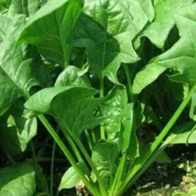 VibeX SPINACH, PALAK Seed(69 per packet)