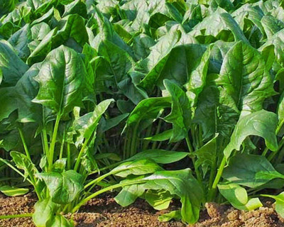 VibeX PALAK, SPINACH Seed(127 per packet)