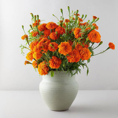 Mind View Gardening Marigold Seed(100 per packet)