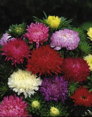 sporos ASTER Seed(25 per packet)