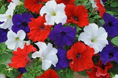 sporos Petunia Seed(25 per packet)