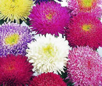sporos Aster Seed(25 per packet)