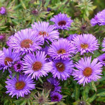 sporos Aster Seed(25 per packet)