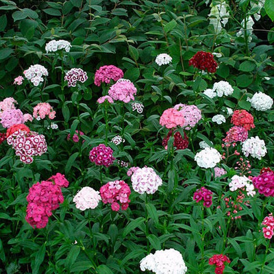 Mozette Hybrid Sweet William Seed(70 per packet)