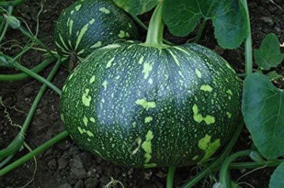 VibeX ATS-84 - PUMPKIN BHEEMA - (300 Seeds) Seed(300 per packet)