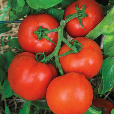 VibeX TOMATO Seed(65 per packet)