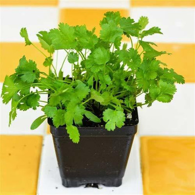 CRGO CORIANDER , HARA DHANIYA Seed(150 per packet)