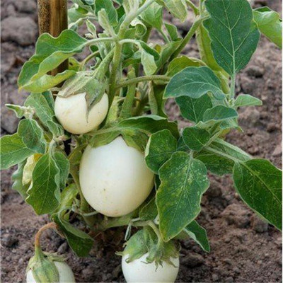 greenglory White brinjal seeds Seed(50 per packet)