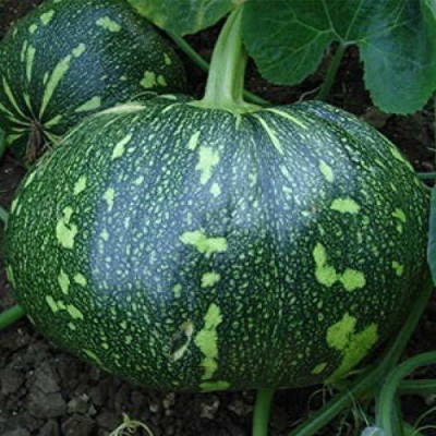 CYBEXIS LXI-90 - Pumpkin F1 Hybrid Bheema - (300 Seeds) Seed(300 per packet)