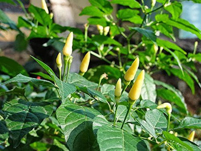 Earth Angels Chilli Seed(100 per packet)