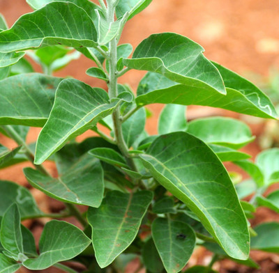 V Seed ashwagandha seed Seed(20 per packet)