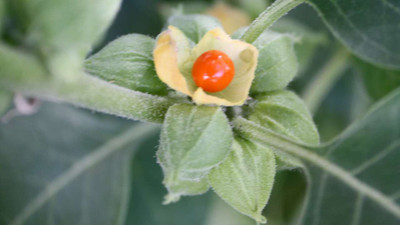 XOLDA Ashwagandha Seed(45 per packet)