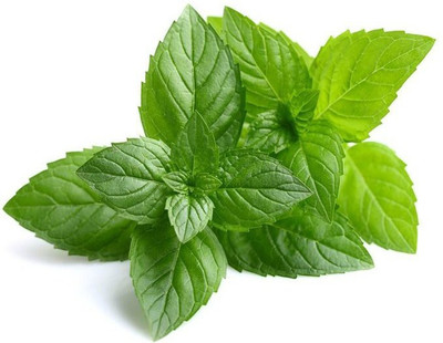 Paudha Pepper Mint Seed(54 per packet)
