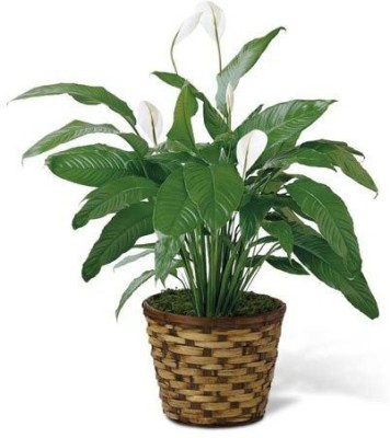 EVY Peace Lily Plant(Hybrid, Pack of 1)