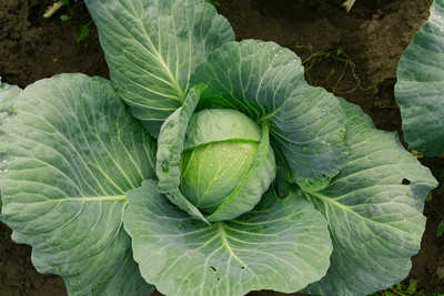 CYBEXIS Gonzales Cabbage2000 Seeds Seed(2000 per packet)