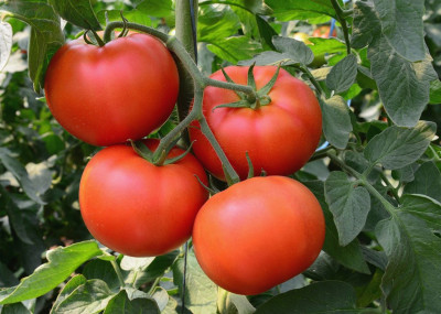 Raunak Tomato Hybrid Seeds( 180Seeds ) Seed(180 per packet)