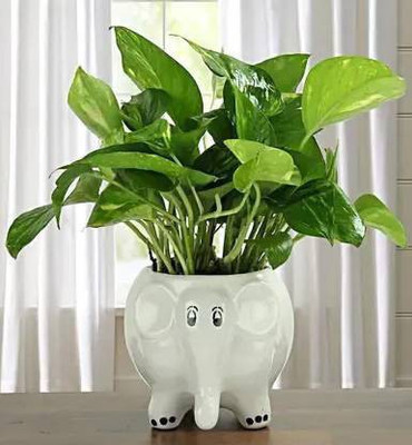 SBC Elephant Shape Miniature Flower Pot Planter Containers Plant Container Set(Ceramic)