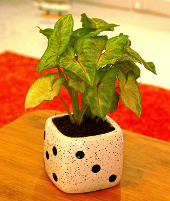 SBC Plant Container Set(Ceramic)