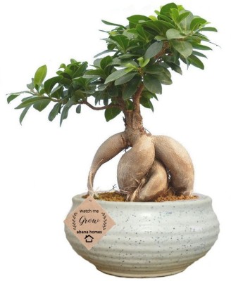 EZtect Ficus Plant(Hybrid, Pack of 1)