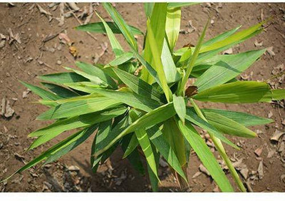 EVY Elaichi/Cardamom Plant(Pack of 1)