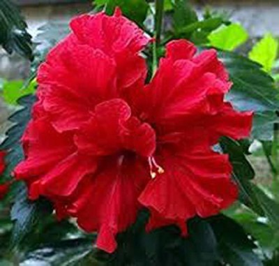 Natural Nursery Hibiscus Plant(Hybrid, Pack of 1)