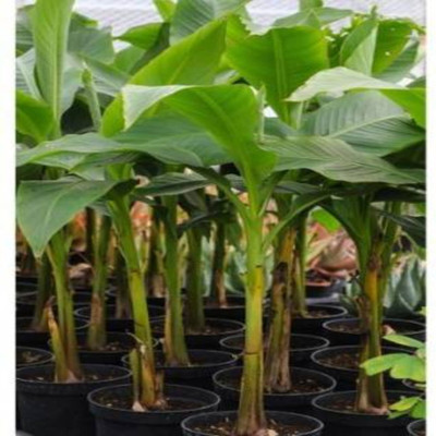 Arlo Banana Plant(Pack of 1)