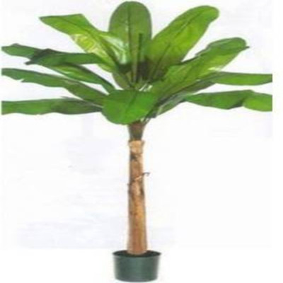 Arlo Banana Plant(Pack of 1)