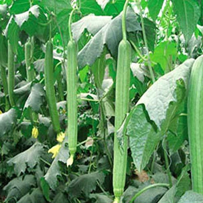 VibeX Ridge-Sponge-Gourd Seed(175 per packet)