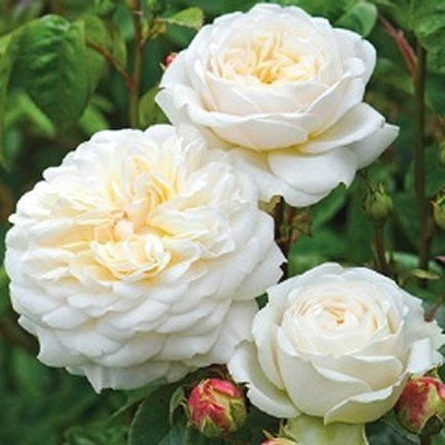 EVY Rose Plant(Hybrid, Pack of 1)