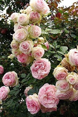 Tigress Rose Plant(Hybrid, Pack of 1)