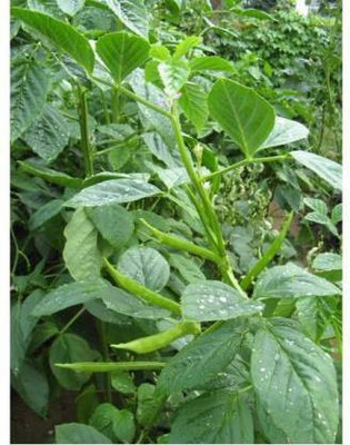 sporos Cluster Beans Seed(25 per packet)