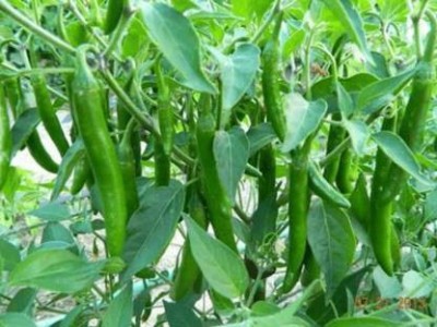 sporos GREEN CHILLI Seed(25 per packet)