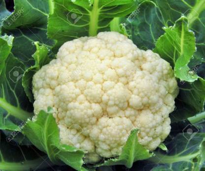 sporos Cauliflower Seed(30 per packet)