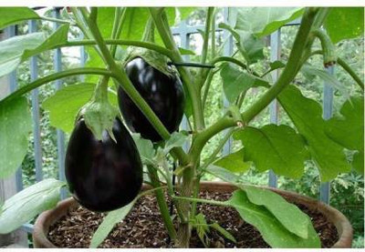 sporos Brinjal Seed(25 per packet)