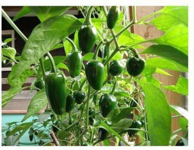 sporos Capsicum Seed(25 per packet)