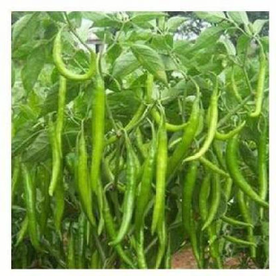 sporos GREEN CHILLI Seed(25 per packet)