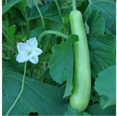 sporos Bottle Gourd Seed(25 per packet)