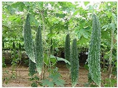 sporos Bitter Gourd Seed(25 per packet)